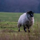 Das Schaf aus Nordengland