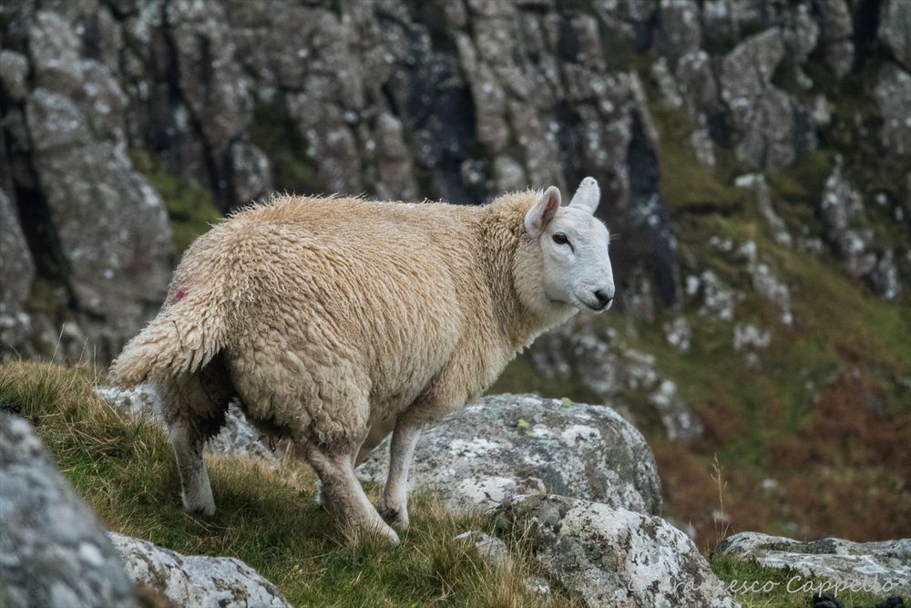 das Schaf beim Neist Point