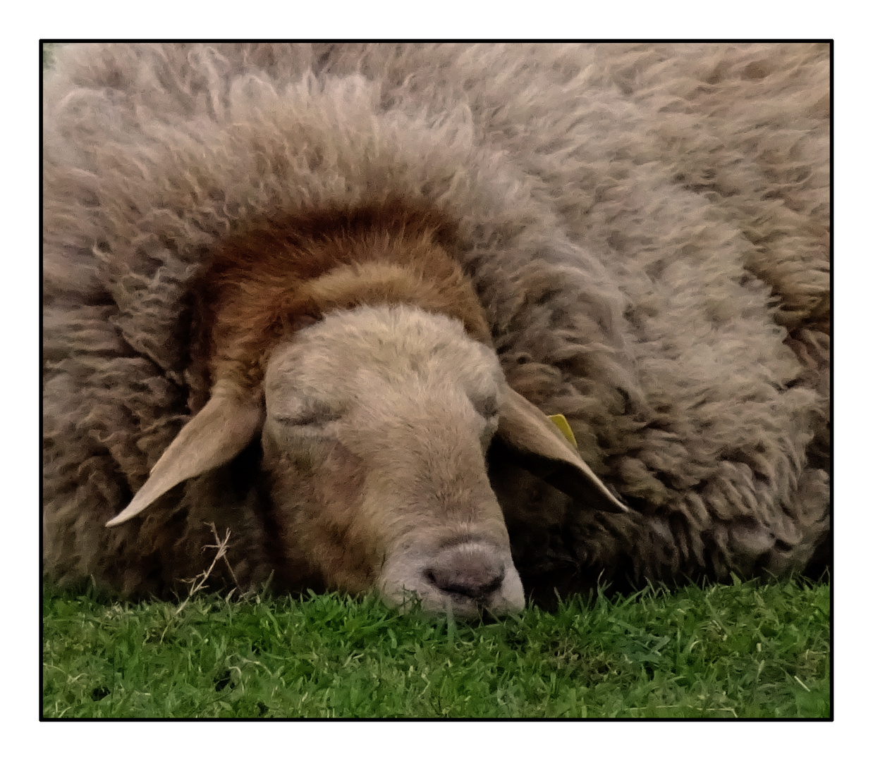 Das Schaf denkt sich ...