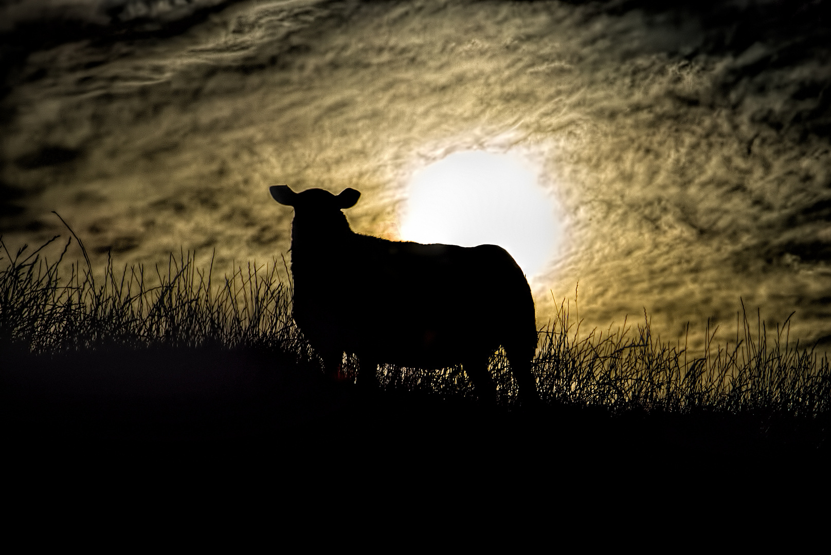 Das Schaf, der Deich, der Sonnenuntergang