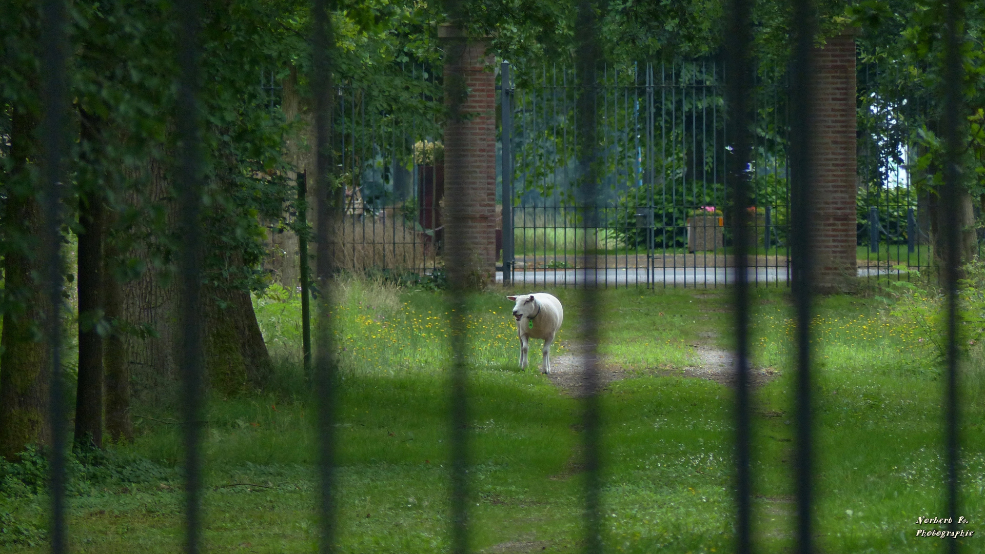 Das Schaf im Park hinter dem Zaun