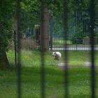 Das Schaf im Park hinter dem Zaun