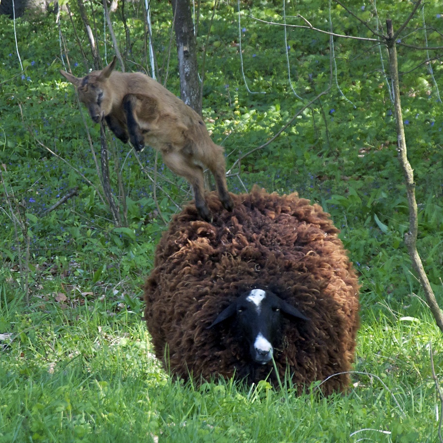 Das "Schaf-trampolin"