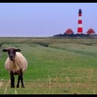 Das Schaf und der Leuchtturm
