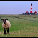 Das Schaf und der Leuchtturm