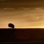 Das Schaf und der Sonnenuntergang....