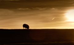 Das Schaf und der Sonnenuntergang....