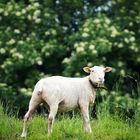 Das Schaf von Nebenan