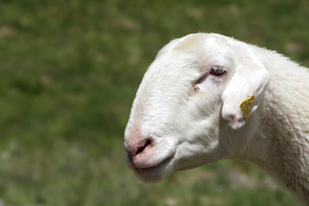 Das Schaf vor der Marmolada