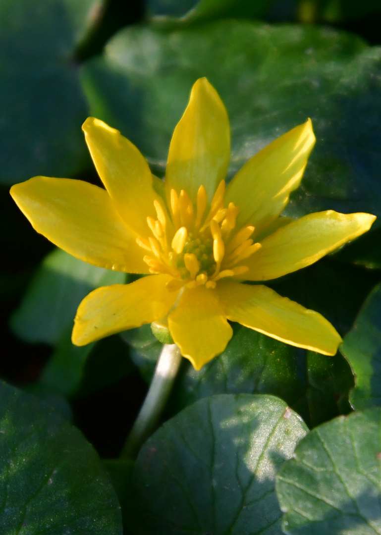 Das Scharbockskraut (Ficaria verna, Syn.: Ranunculus ficaria 