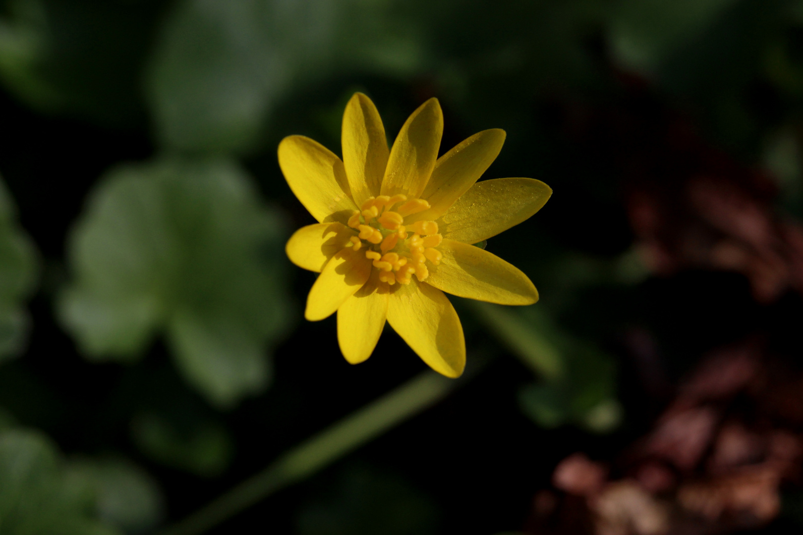 Das Scharbockskraut - Ranunculus ficaria