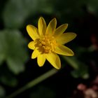 Das Scharbockskraut - Ranunculus ficaria