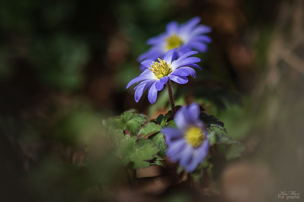 Das (scharfe) Blümchen