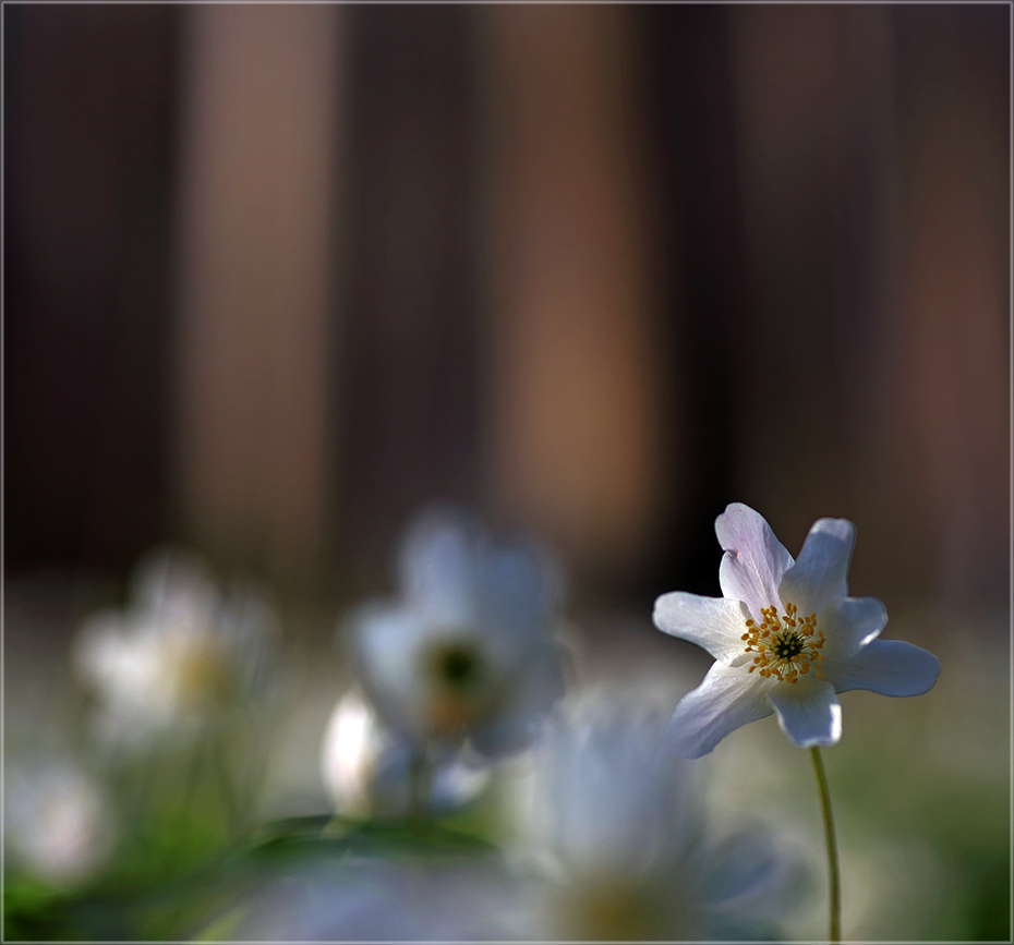 Das scharfe Blümchen im Wald