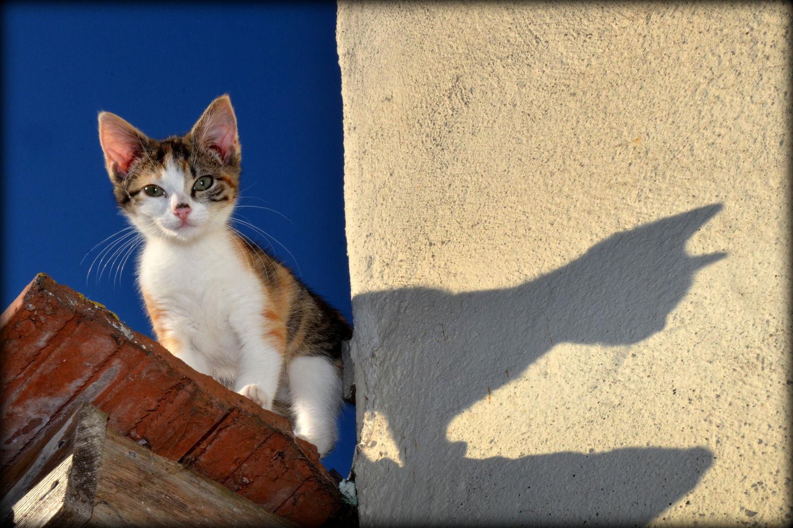 Das Schattenbild einer Katze