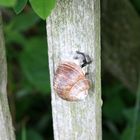 das schattenspandene Blatt fast erreicht