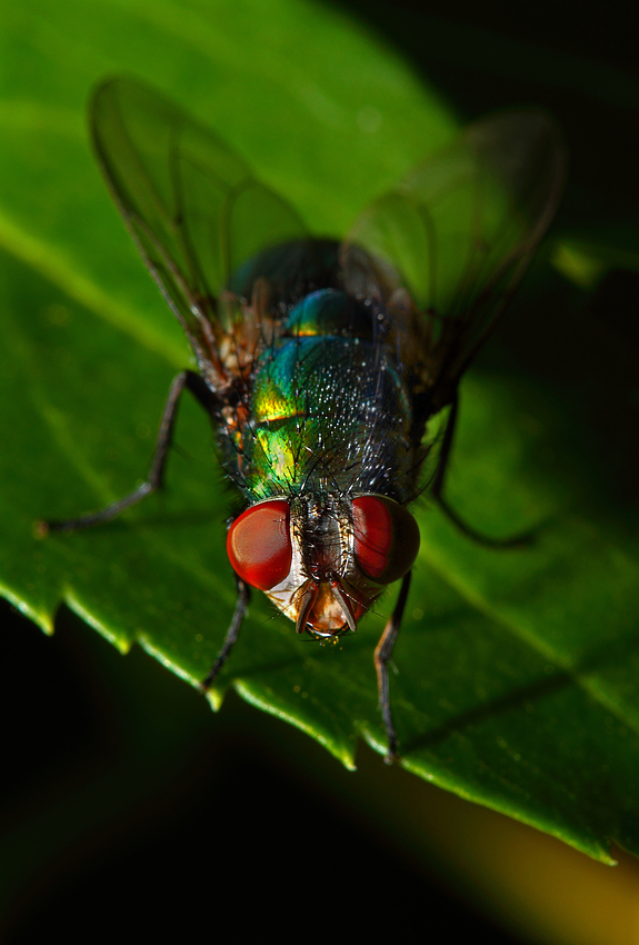 Das Schattenspiel der Fliege