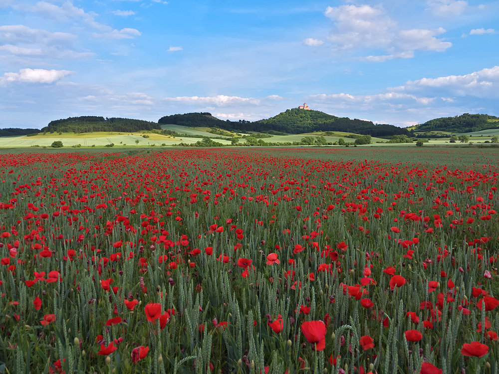 Das schattige Feld