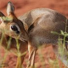 Das scheue Dik Dik