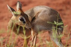 Das scheue Dik Dik