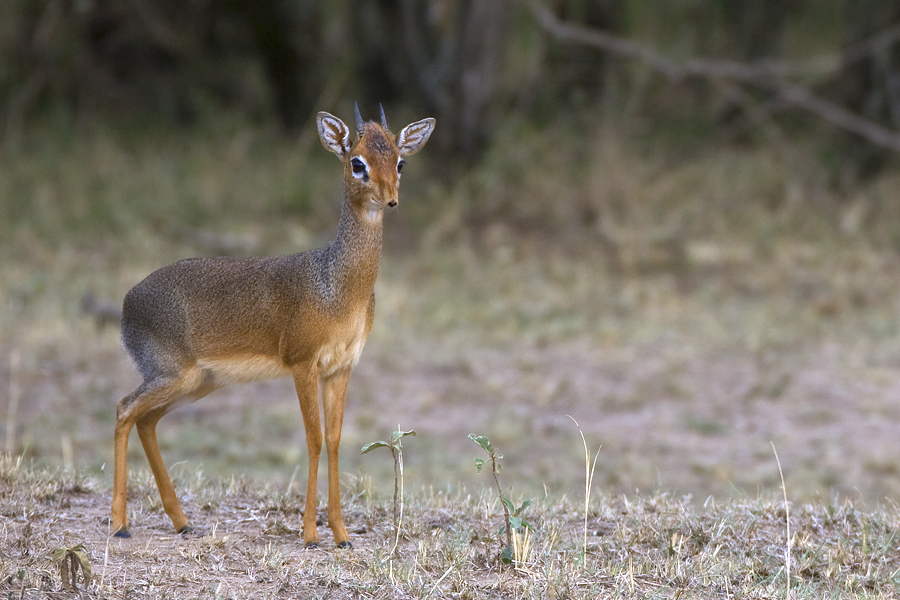 Das scheue Dik-Dik