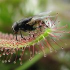 Das Schicksal einer Fliege, auf dem falschen Platz zu landen