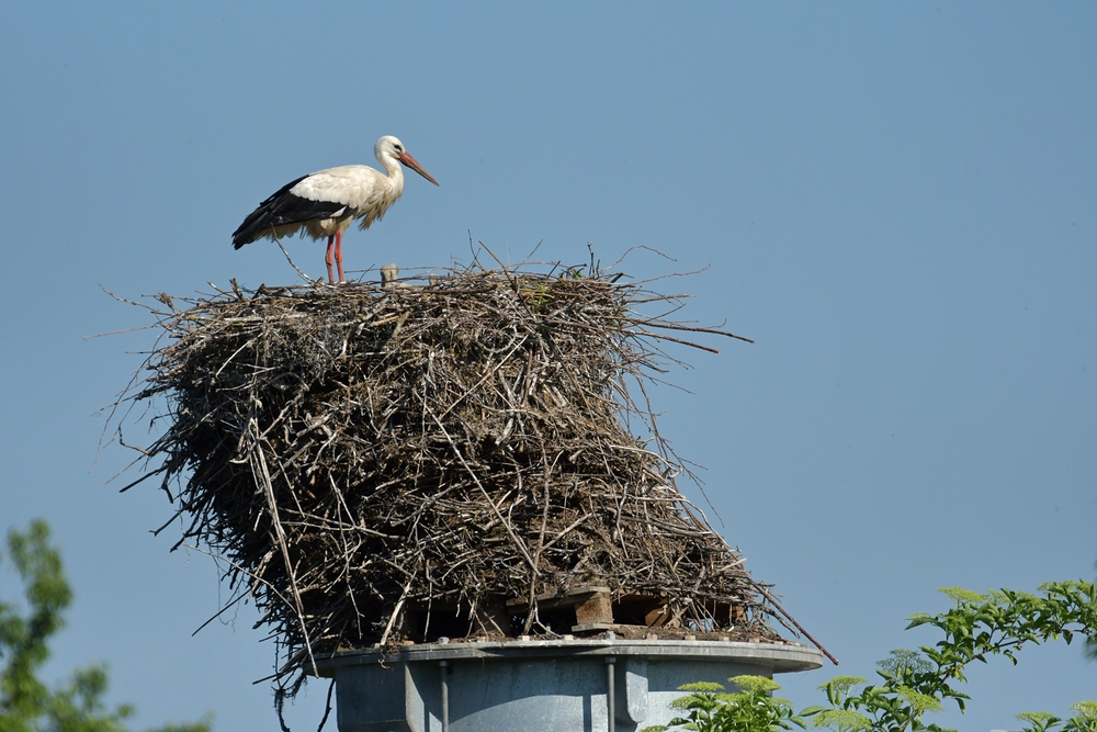 Das schiefe Storchennest: Und es hält doch