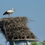 Das schiefe Storchennest: Und es hält doch