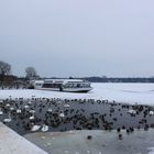 Das Schiff und die Vögel