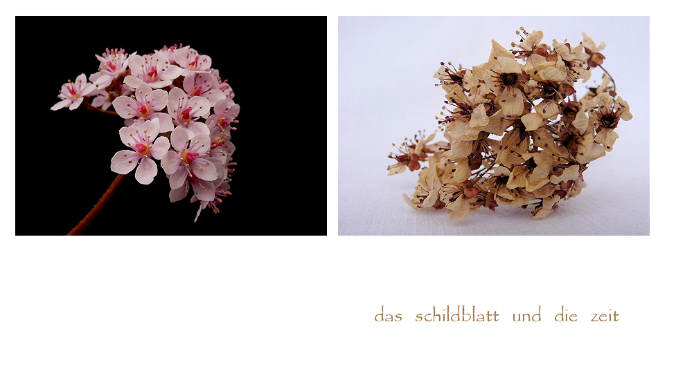 . das schildblatt und die zeit .