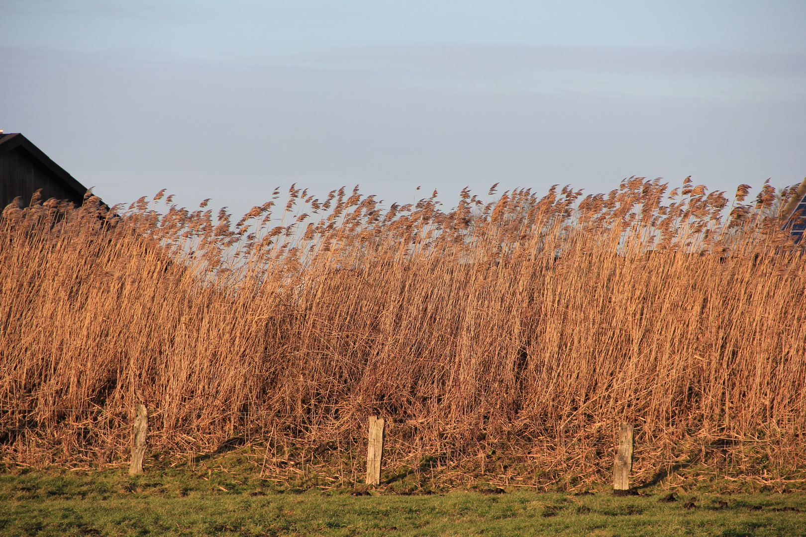 Das Schilf im Wind!