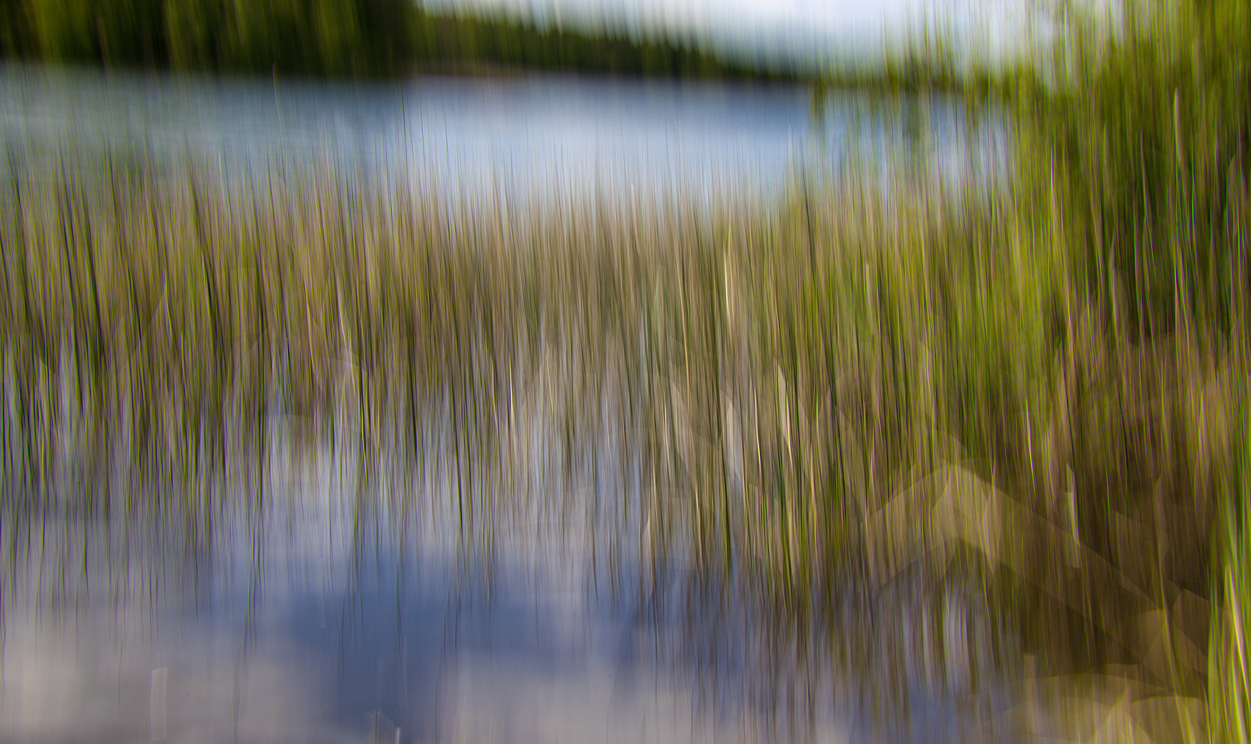 Das Schilf im Wind