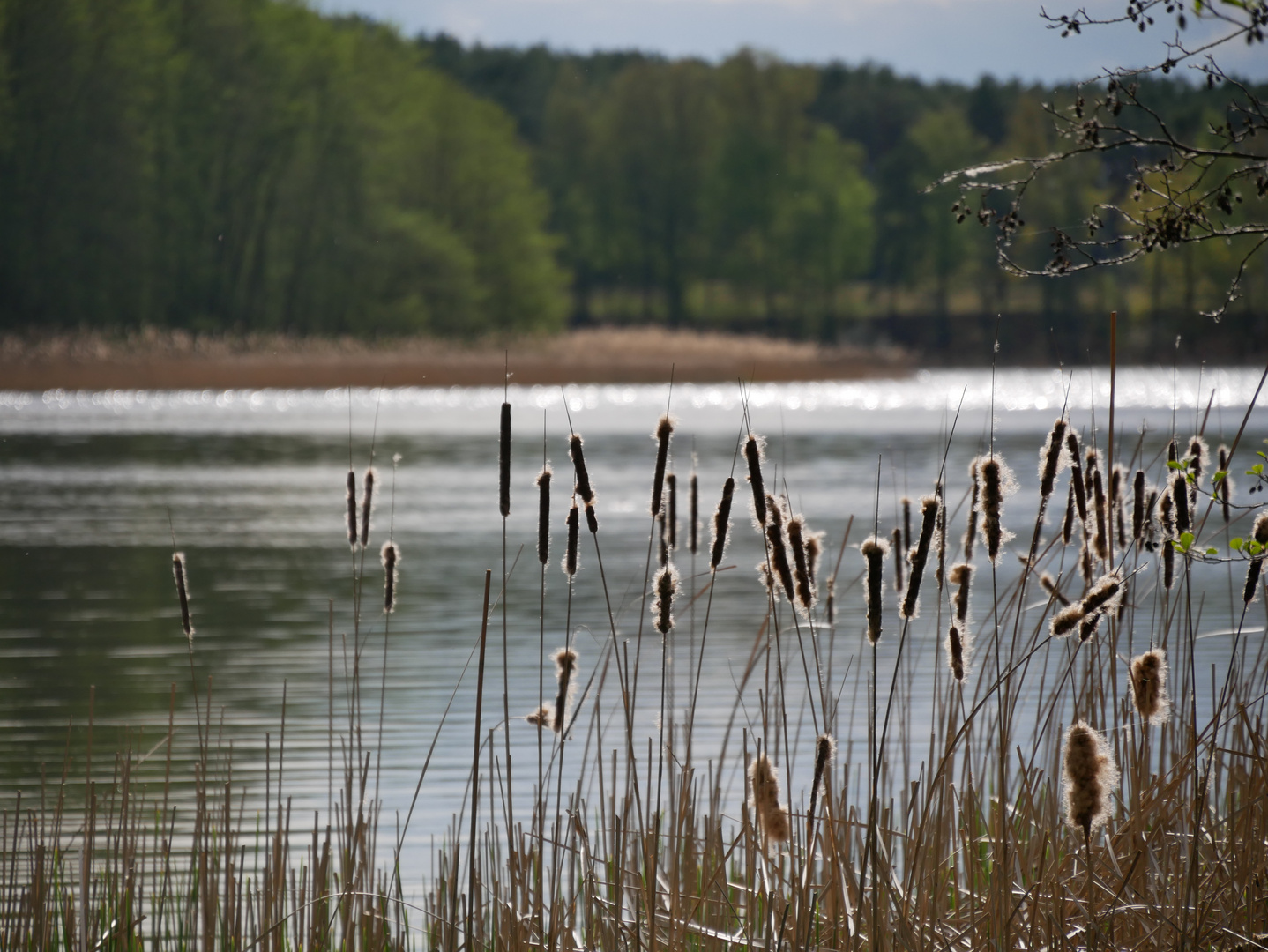 Das Schilf und der See