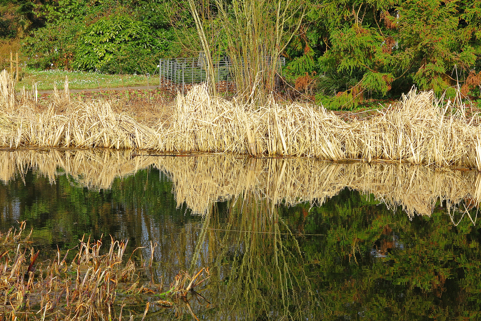 Das Schilfgras spiegelt sich herrlich bei Sonnenschein im Wasser