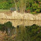 Das Schilfgras spiegelt sich herrlich bei Sonnenschein im Wasser