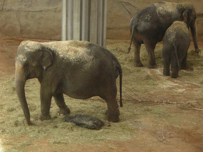 Das schlafende Elefantenbaby