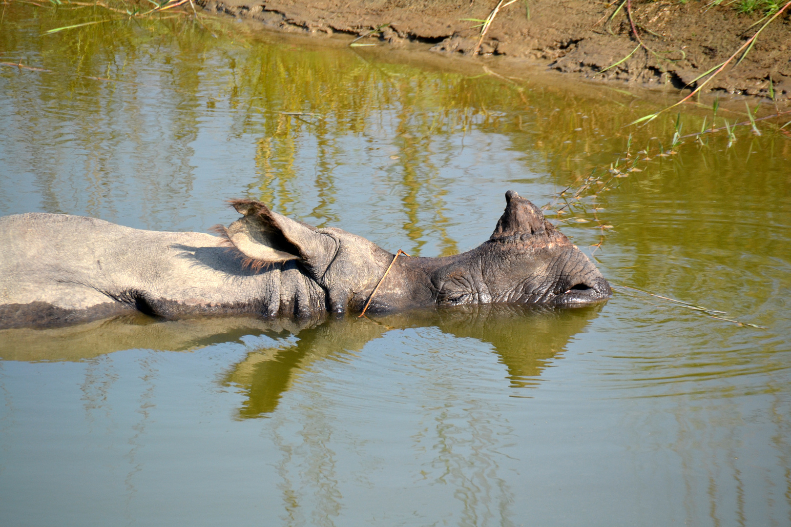 das schlafende Nashorn