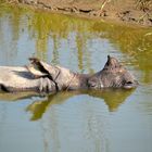 das schlafende Nashorn