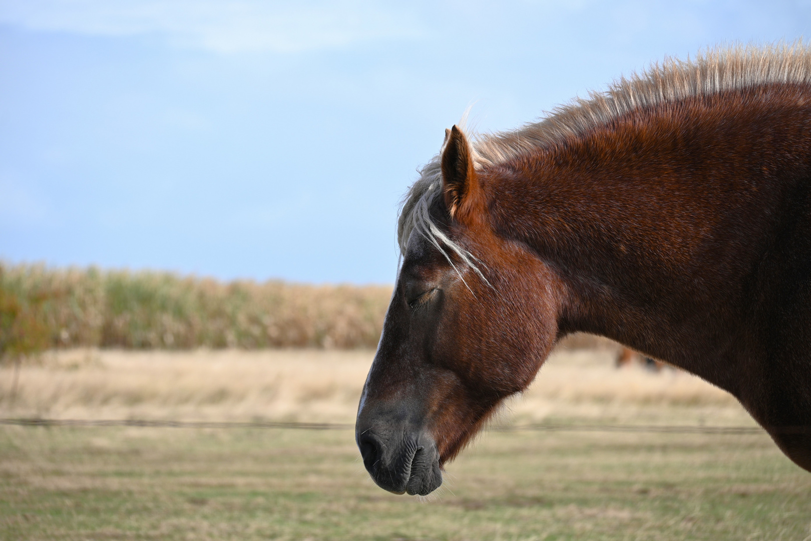 Das schlafende Pferd