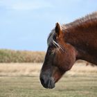 Das schlafende Pferd