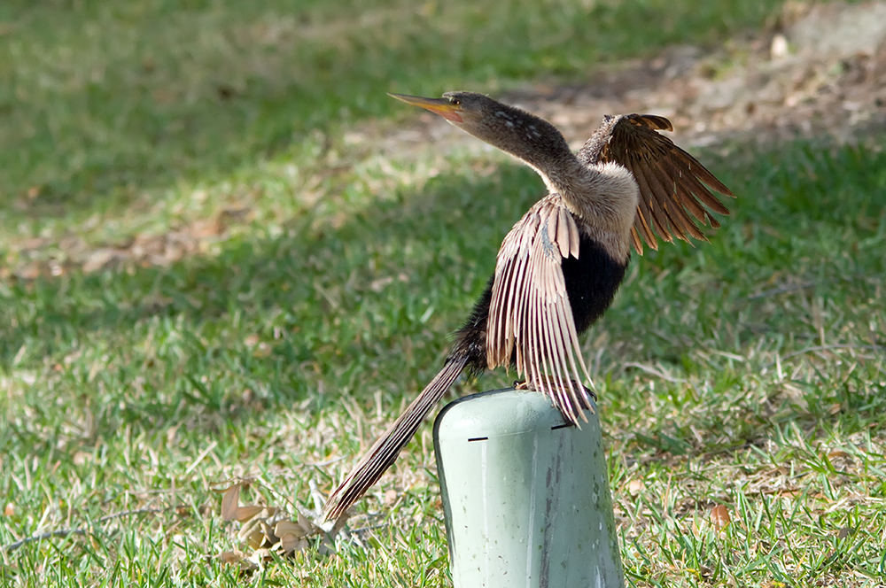 Das Schlangenhalsvogel-Mädchen...