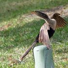 Das Schlangenhalsvogel-Mädchen...