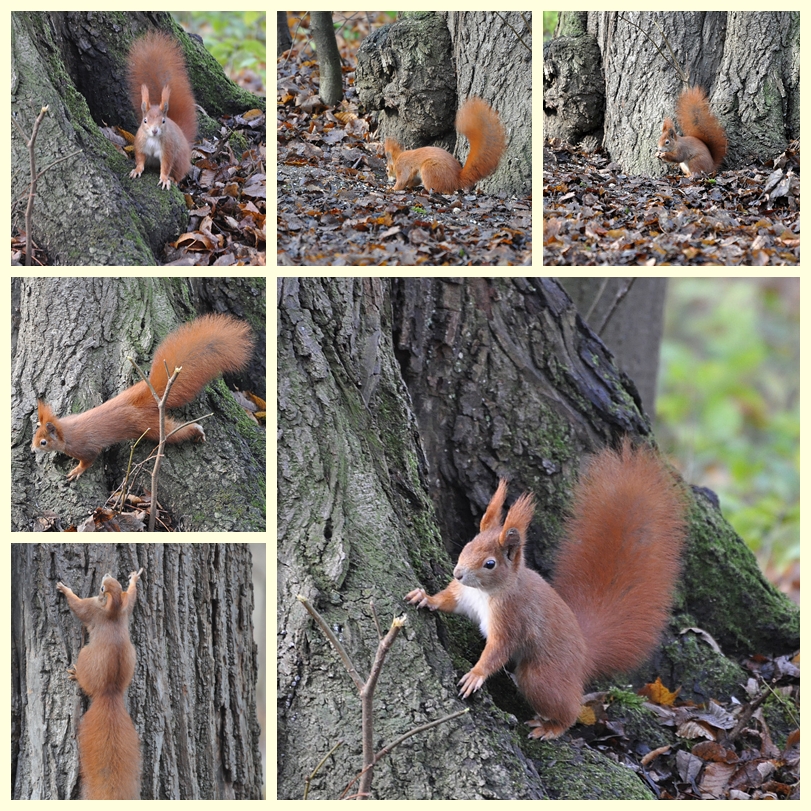 Das Schlopa-Hörnchen vom 20.11.1o