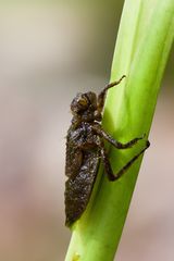 das schlüpfen einer männlichen vierflecklibelle 1