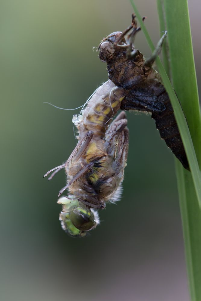 das schlüpfen einer männlichen vierflecklibelle 5