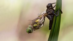 das schlüpfen einer männlichen vierflecklibelle