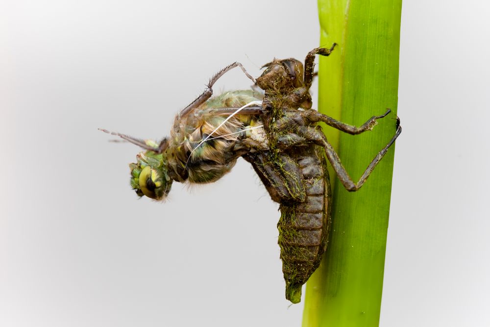 das schlüpfen einer weiblichen vierflecklibelle 1