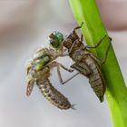 das schlüpfen einer weiblichen vierflecklibelle