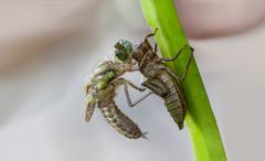 das schlüpfen einer weiblichen vierflecklibelle