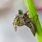 das schlüpfen einer weiblichen vierflecklibelle